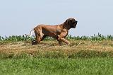 DOGUE ALLEMAND 104